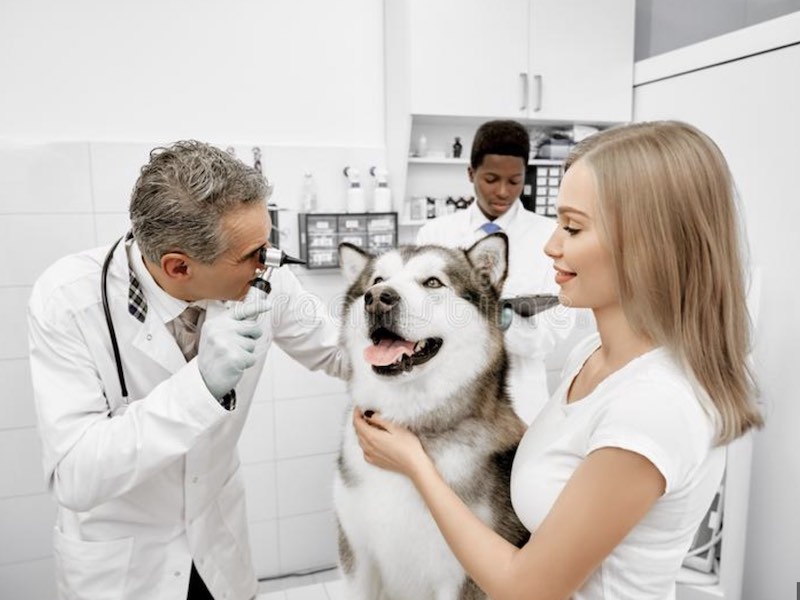 Examen Malamute