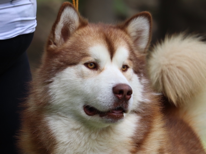 Gorki