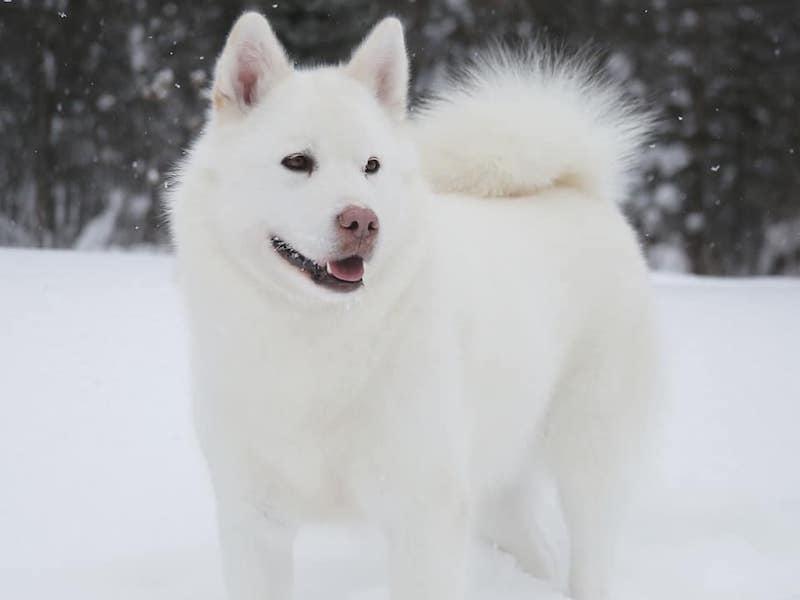 Umka